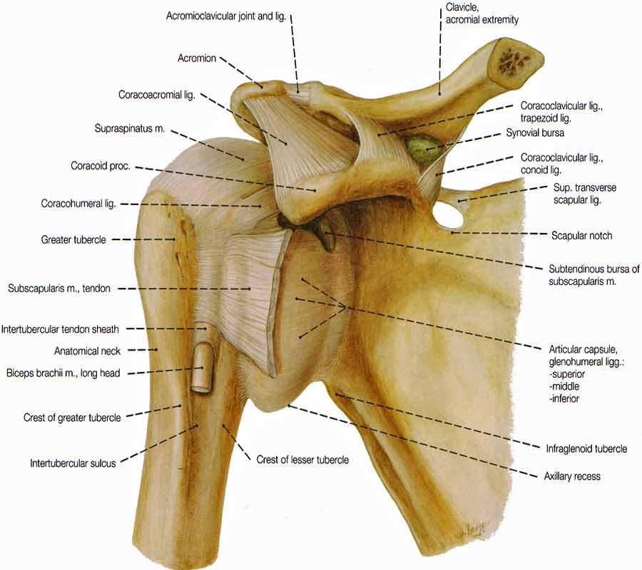 shoulder-muscles-diagram